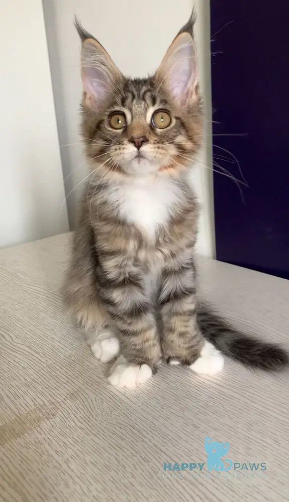 Xoco Maine Coon polydactyl female black tabby with white live animals