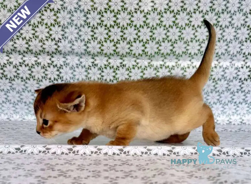 Xola Abyssinian female ruddy live animals