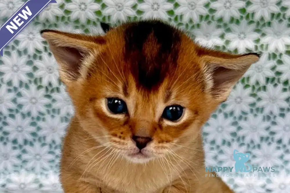 Xola Abyssinian female ruddy live animals