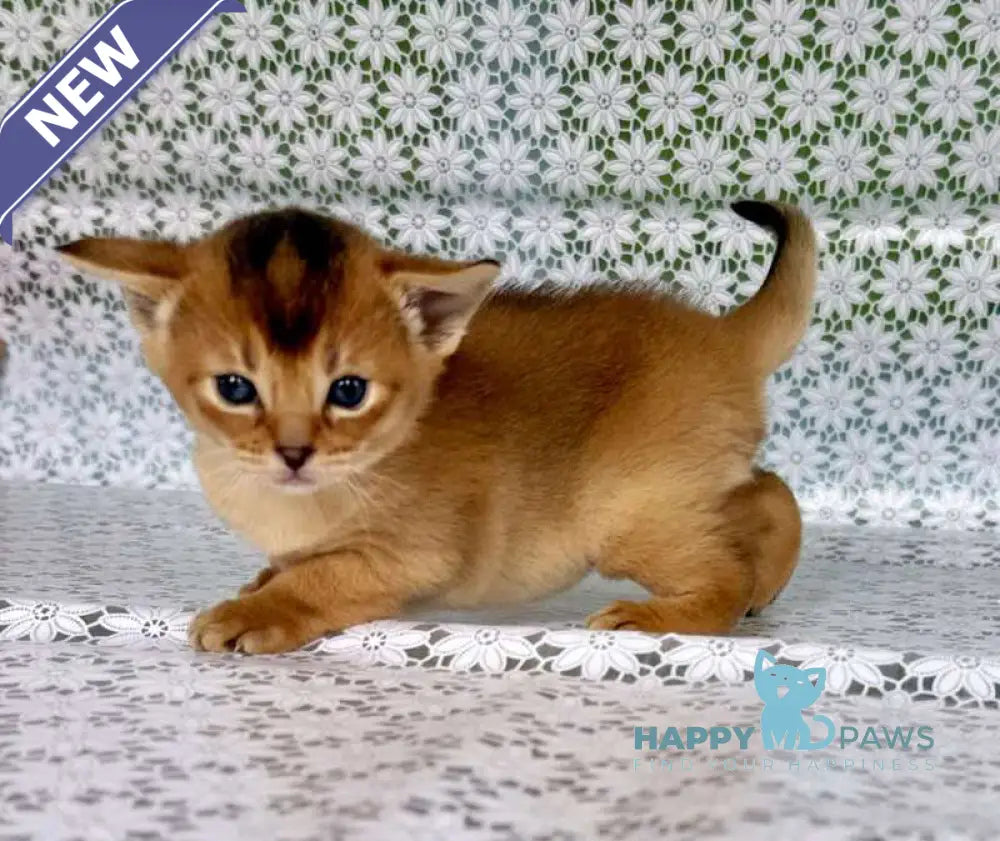 Xola Abyssinian female ruddy live animals
