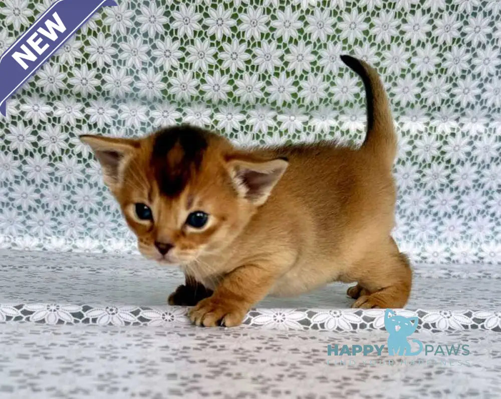 Xola Abyssinian female ruddy live animals