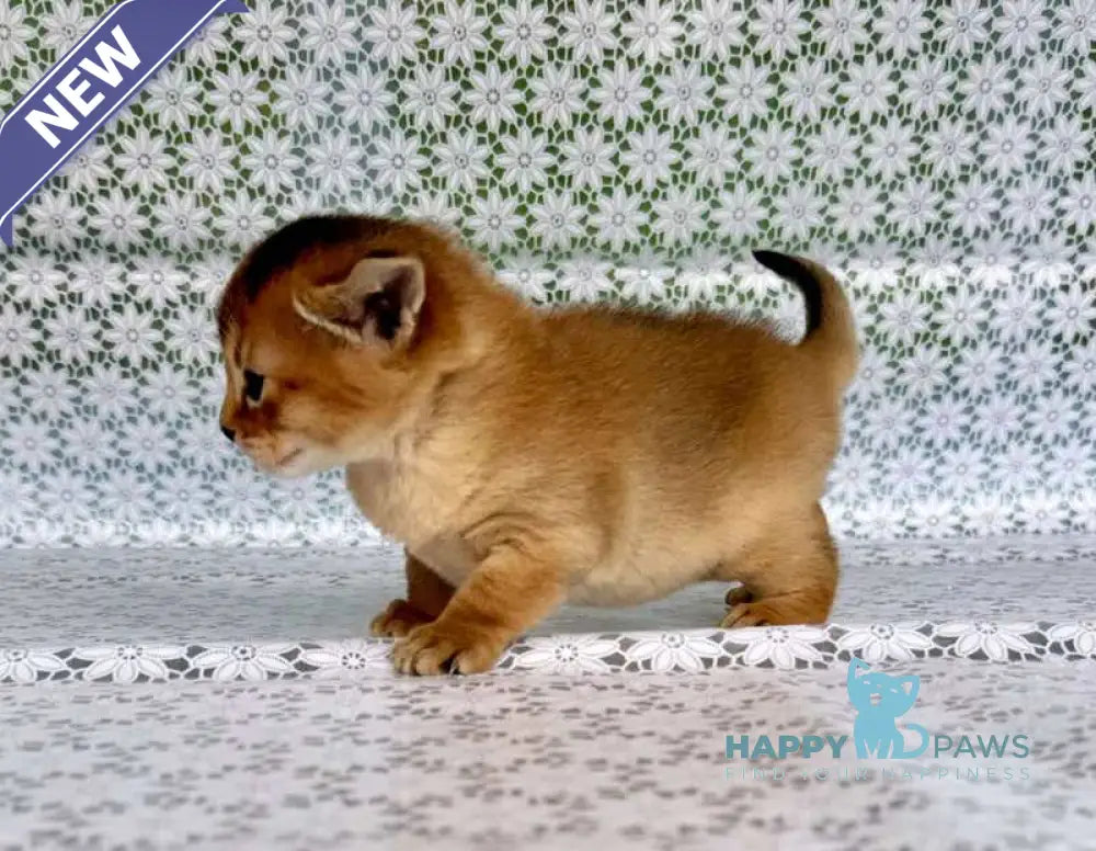 Xola Abyssinian female ruddy live animals