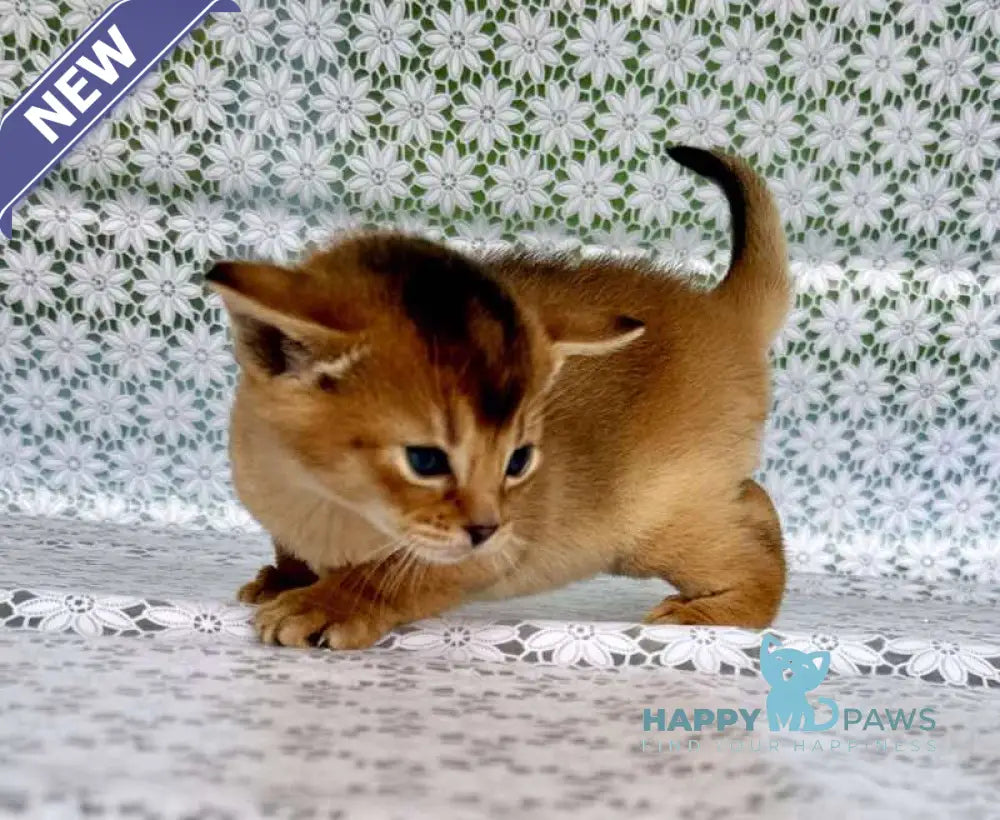 Xola Abyssinian female ruddy live animals