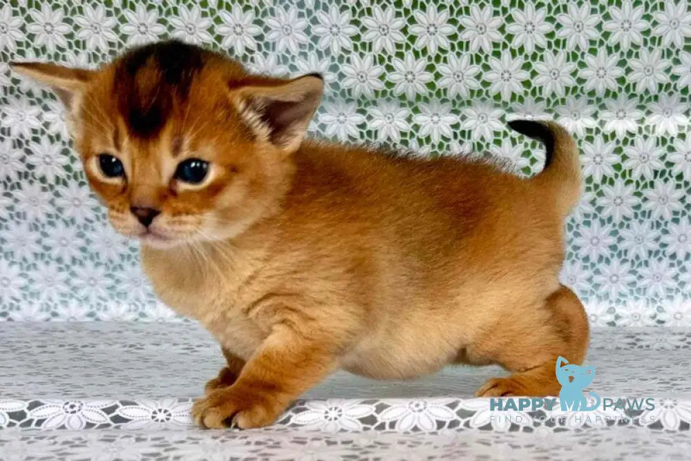 Xola Abyssinian female ruddy live animals