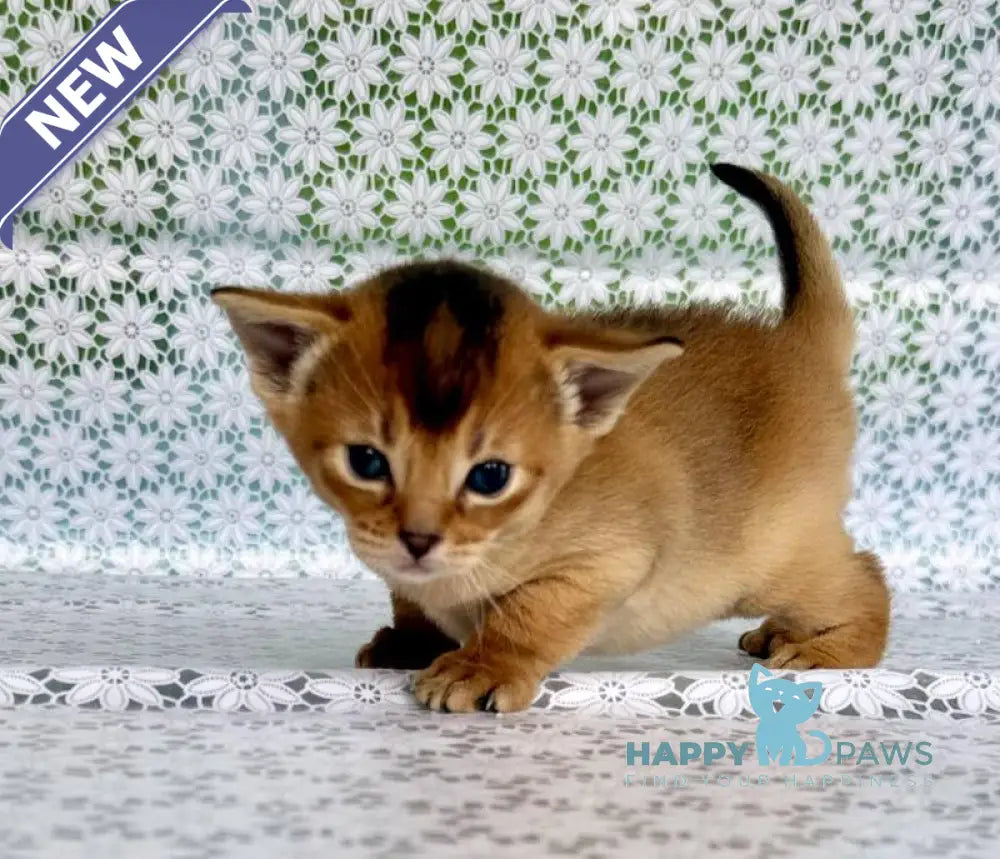 Xola Abyssinian female ruddy live animals