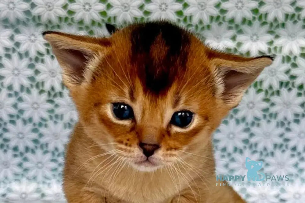 Xola Abyssinian female ruddy live animals