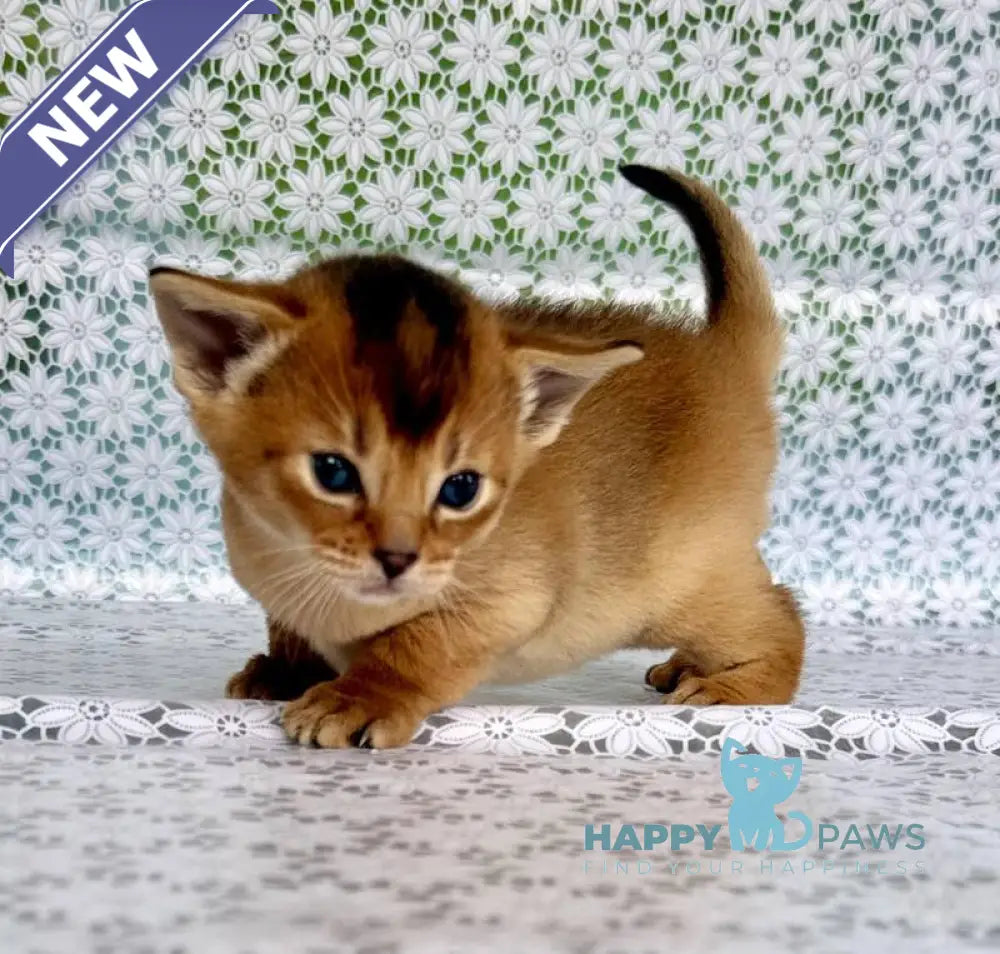 Xola Abyssinian female ruddy live animals