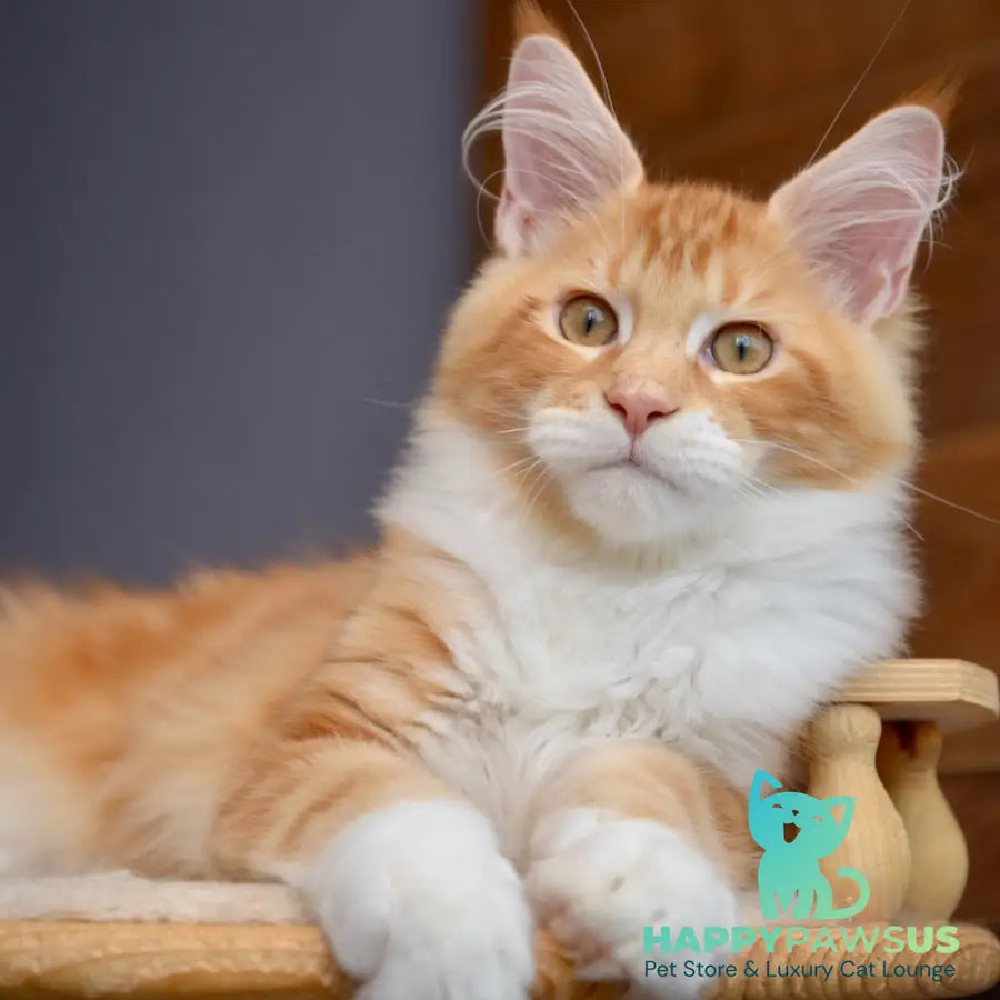 Xotil Maine Coon male red with white tabby - live animals