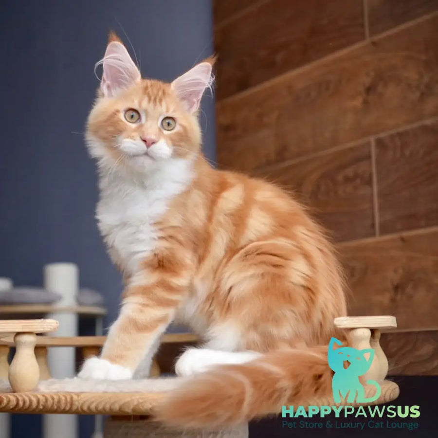 Xotil Maine Coon male red with white tabby - live animals