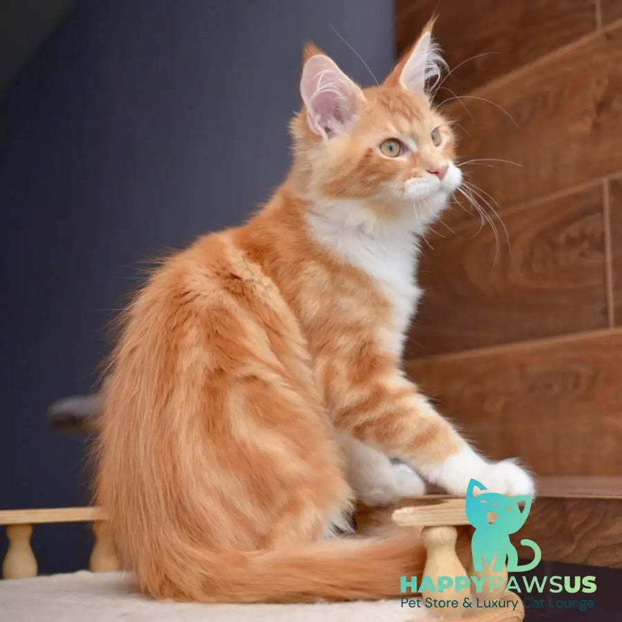 Xotil Maine Coon male red with white tabby - live animals