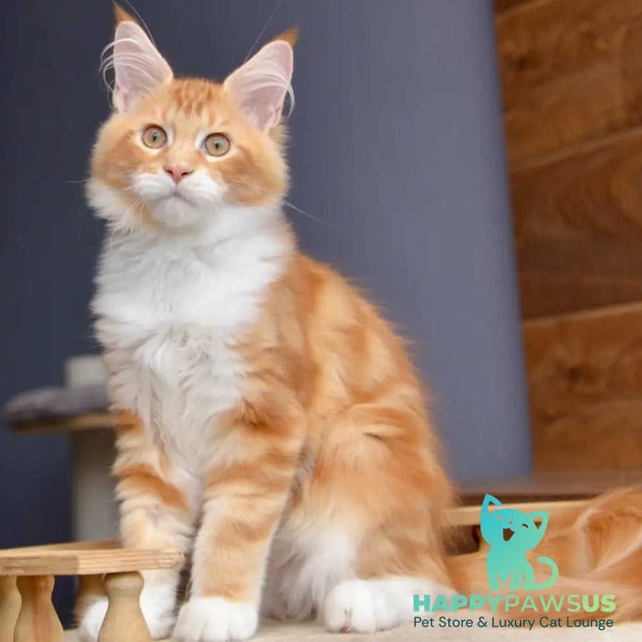 Xotil Maine Coon male red with white tabby - live animals