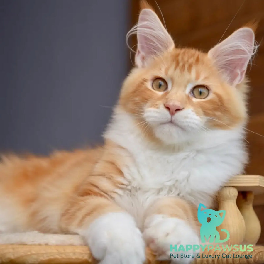 Xotil Maine Coon male red with white tabby - live animals