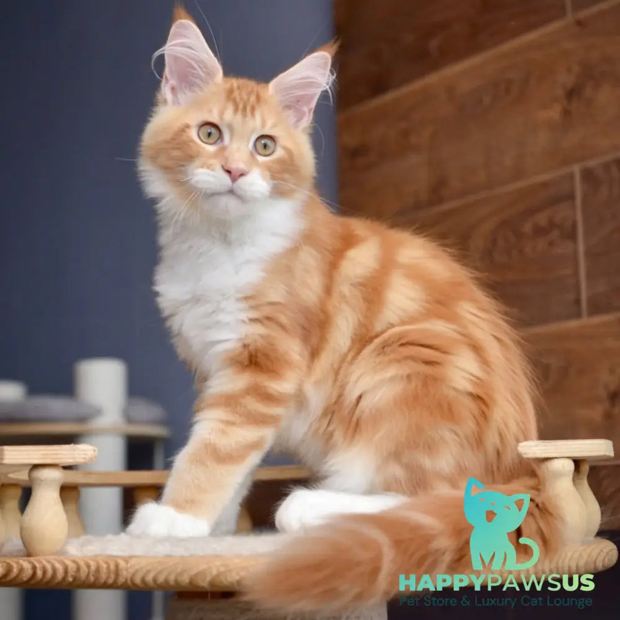 Xotil Maine Coon male red with white tabby - live animals
