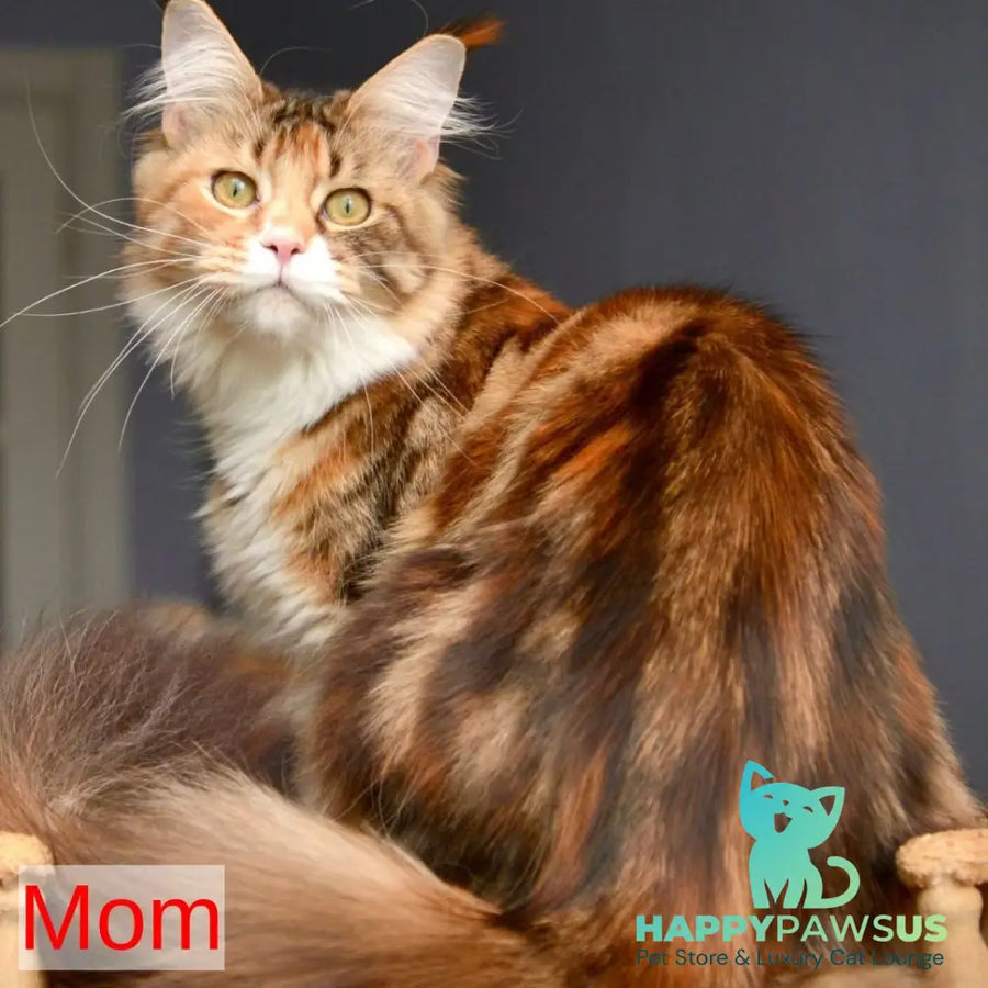 Xotil Maine Coon male red with white tabby - live animals
