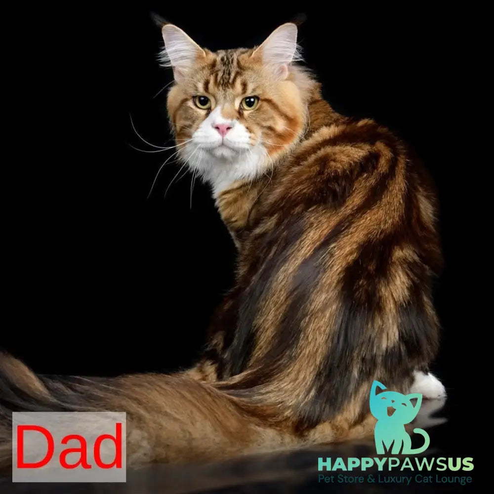Xotil Maine Coon male red with white tabby - live animals