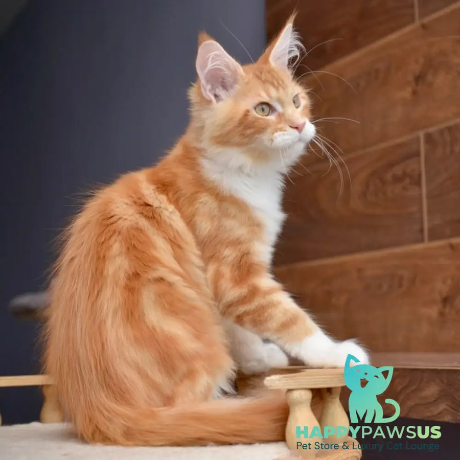 Xotil Maine Coon male red with white tabby - live animals