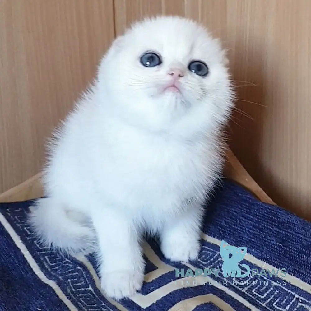 Xsenya Scottish Fold female black silver chinchilla live animals