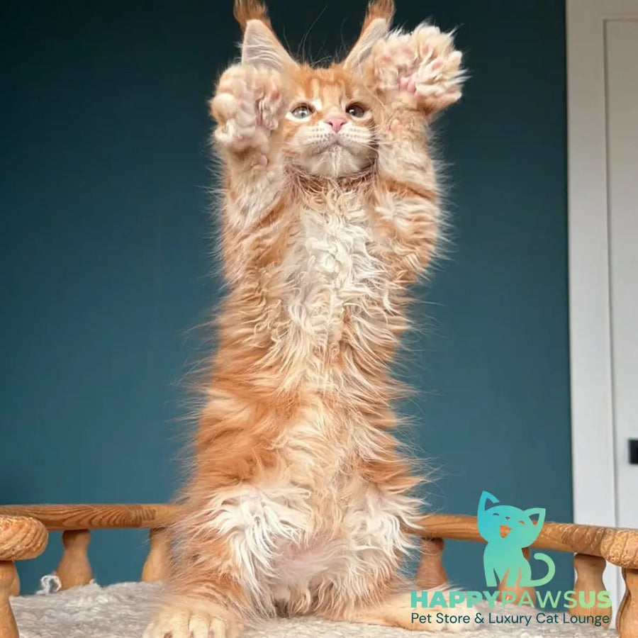 Xtreem Maine Coon polydactyl 6x6x6x6 male red tabby - live animals