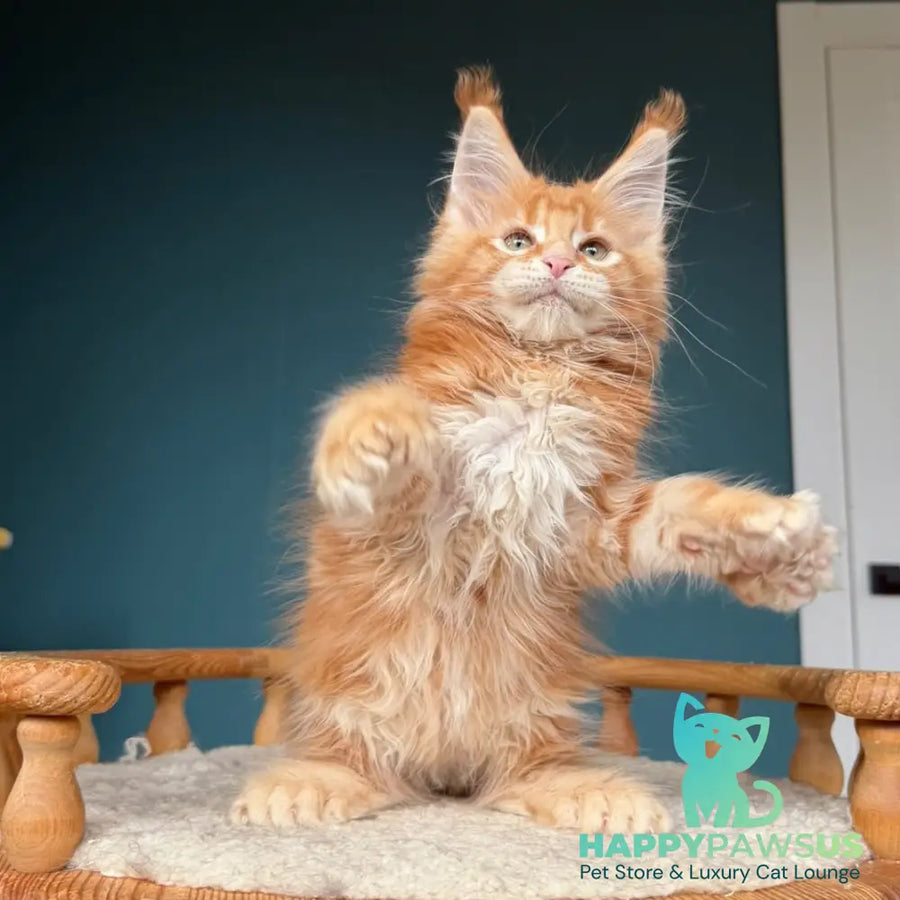 Xtreem Maine Coon polydactyl 6x6x6x6 male red tabby - live animals