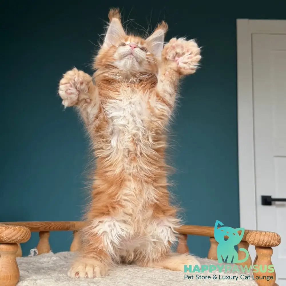 Xtreem Maine Coon polydactyl 6x6x6x6 male red tabby - live animals