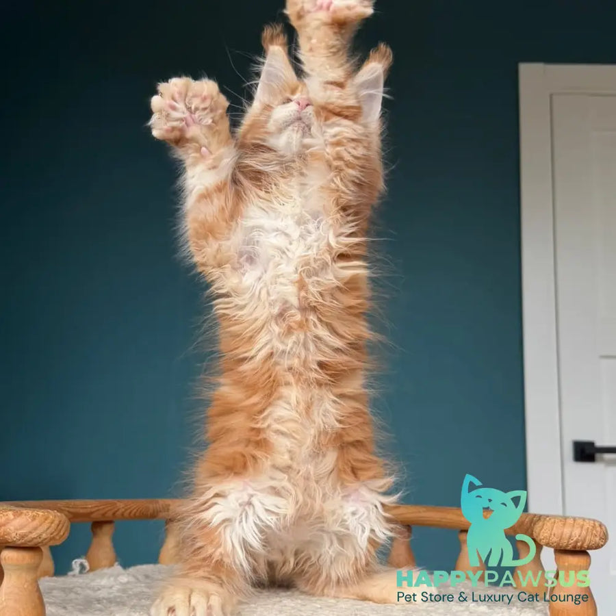 Xtreem Maine Coon polydactyl 6x6x6x6 male red tabby - live animals