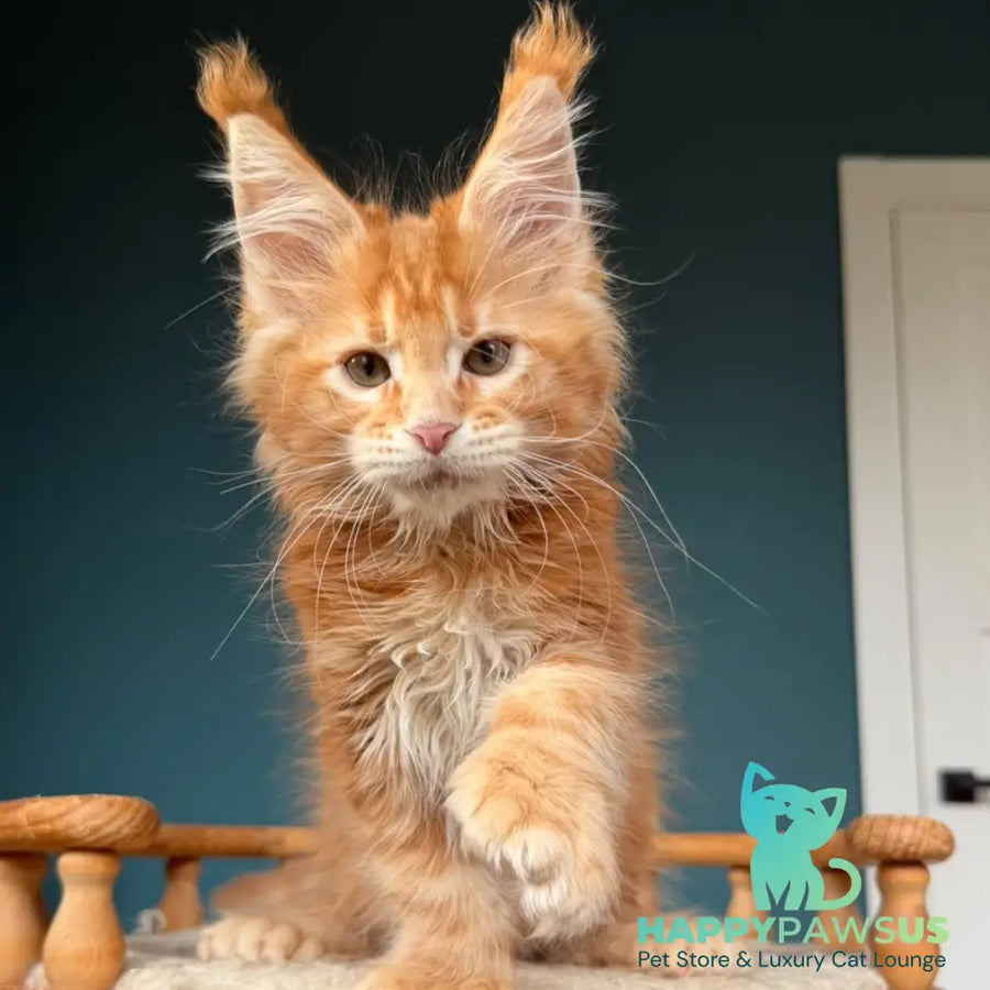 Xtreem Maine Coon polydactyl 6x6x6x6 male red tabby - live animals