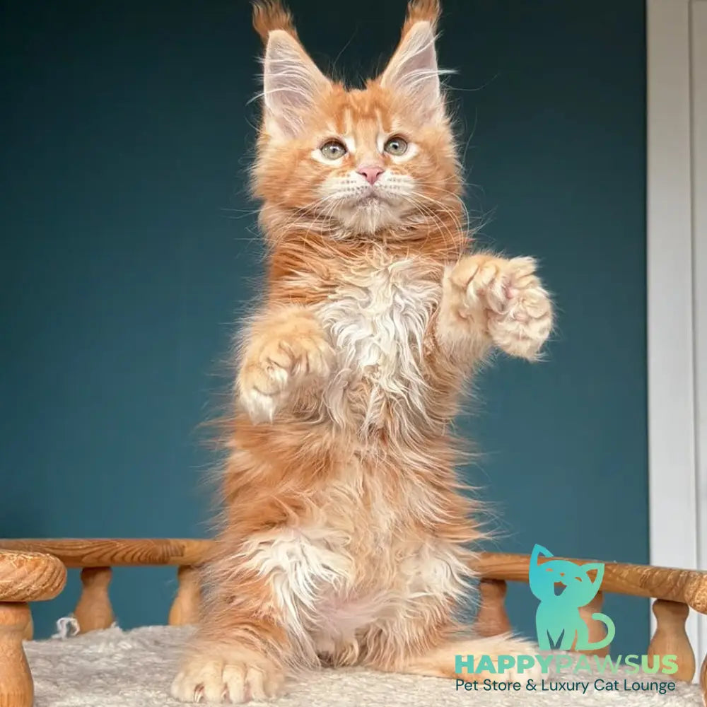 Xtreem Maine Coon polydactyl 6x6x6x6 male red tabby - live animals