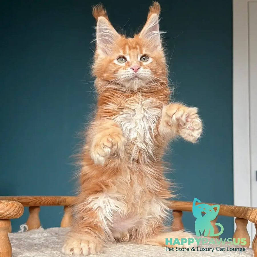 Xtreem Maine Coon polydactyl 6x6x6x6 male red tabby - live animals