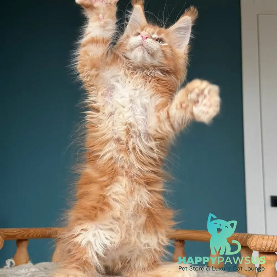 Xtreem Maine Coon polydactyl 6x6x6x6 male red tabby - live animals