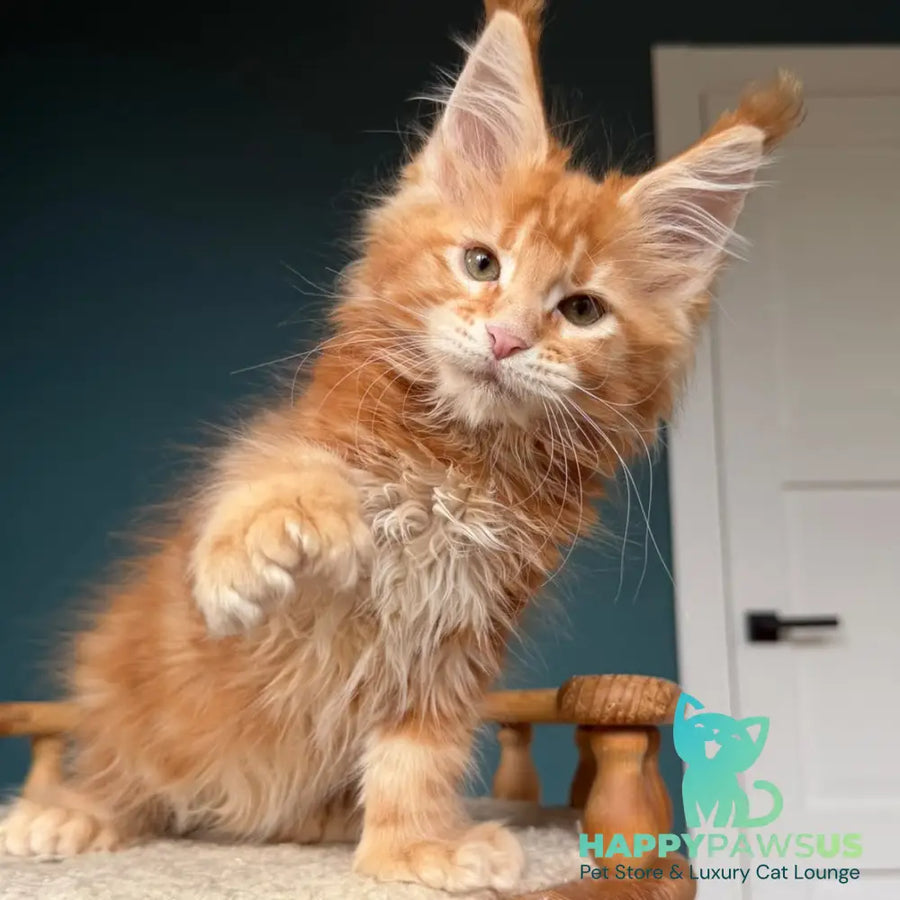 Xtreem Maine Coon polydactyl 6x6x6x6 male red tabby - live animals