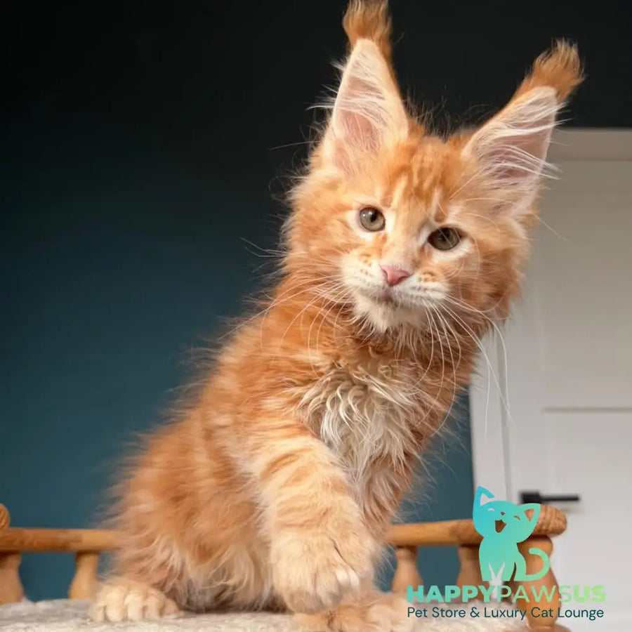 Xtreem Maine Coon polydactyl 6x6x6x6 male red tabby - live animals