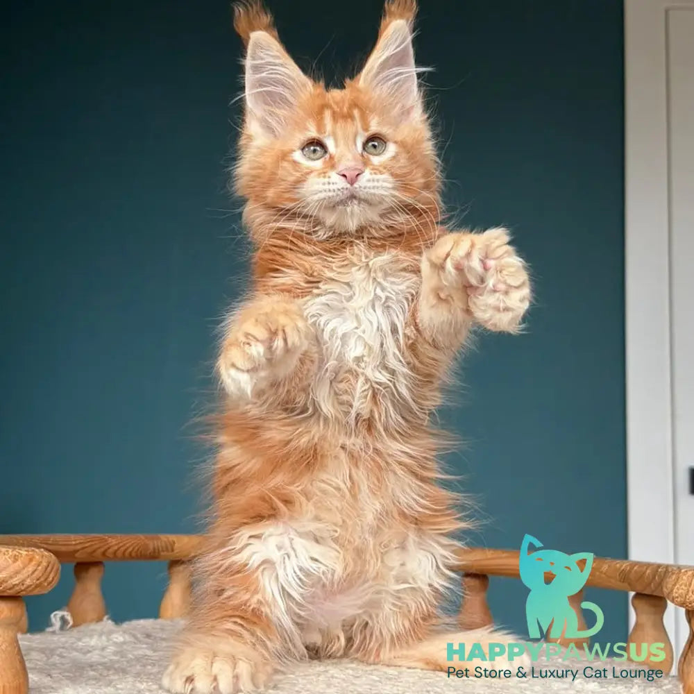 Xtreem Maine Coon polydactyl 6x6x6x6 male red tabby - live animals