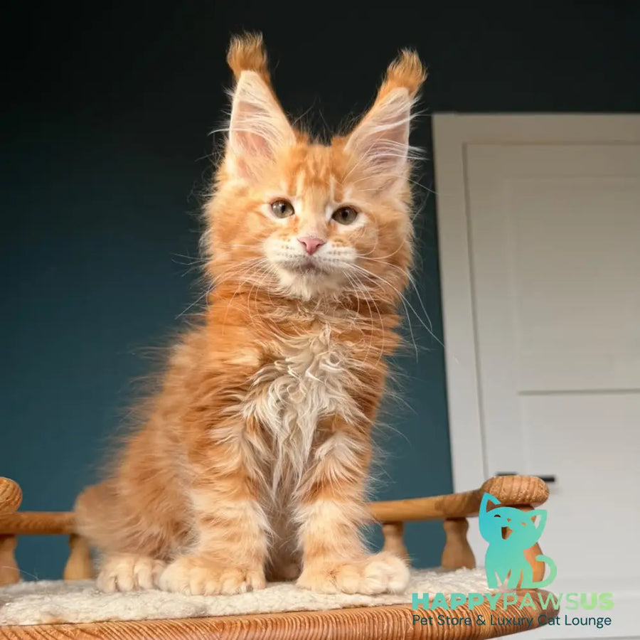 Xtreem Maine Coon polydactyl 6x6x6x6 male red tabby - live animals