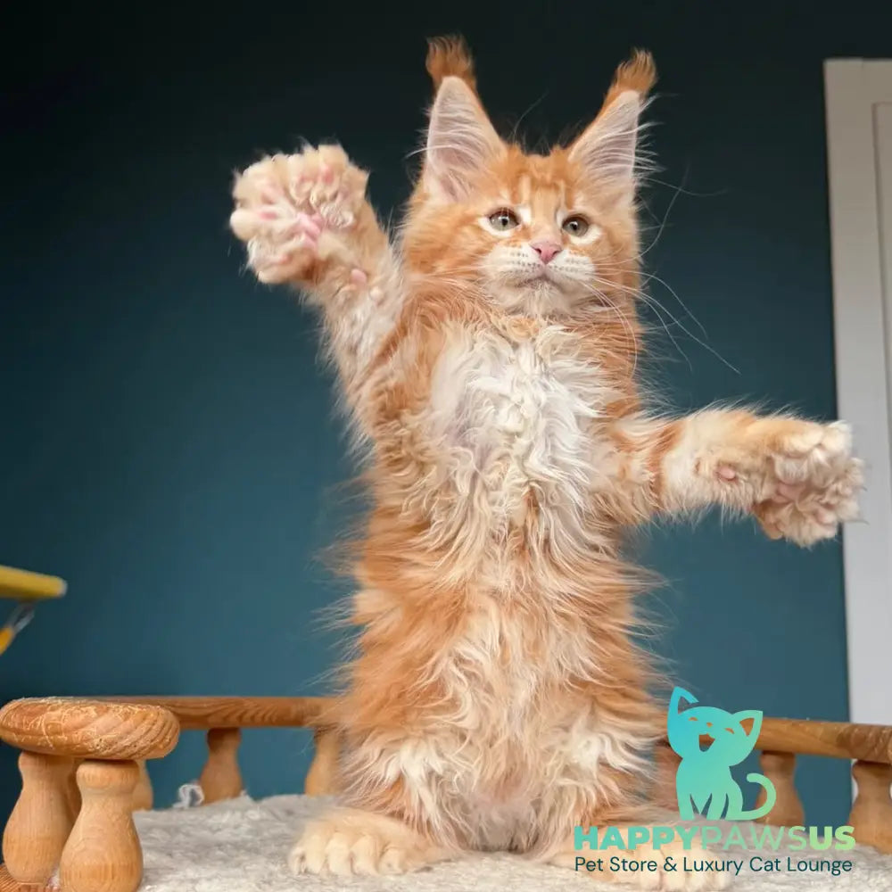 Xtreem Maine Coon polydactyl 6x6x6x6 male red tabby - live animals