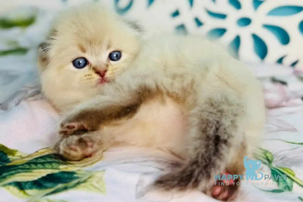 Xtreme Scottish Fold male chocolate pointed bicolour - live animals
