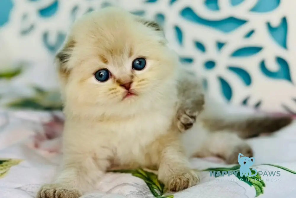 Xtreme Scottish Fold male chocolate pointed bicolour - live animals