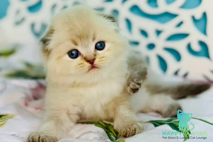 Xtreme Scottish Fold male chocolate pointed bicolour - live animals