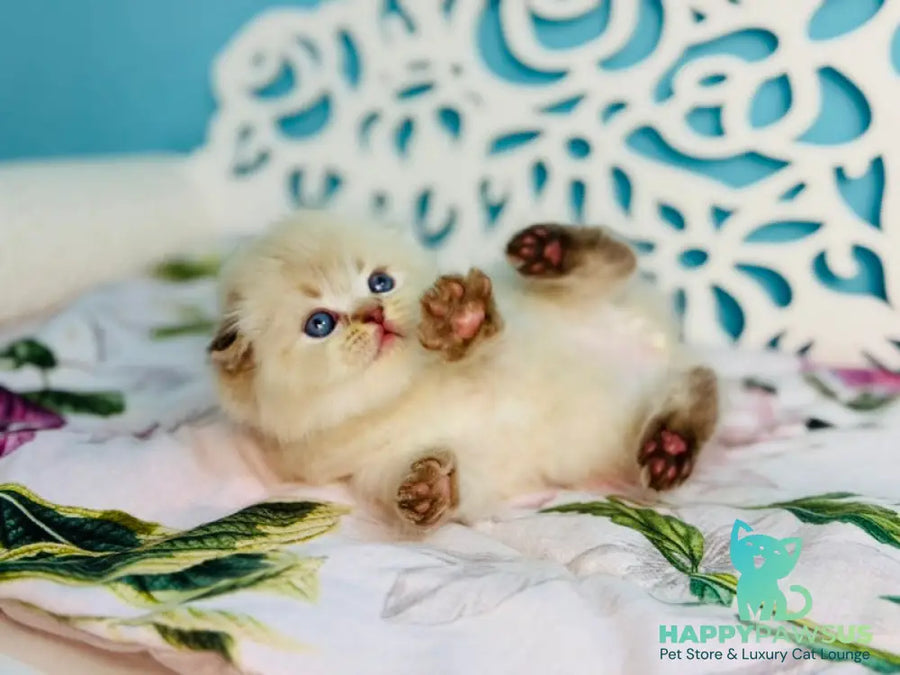 Xtreme Scottish Fold male chocolate pointed bicolour - live animals