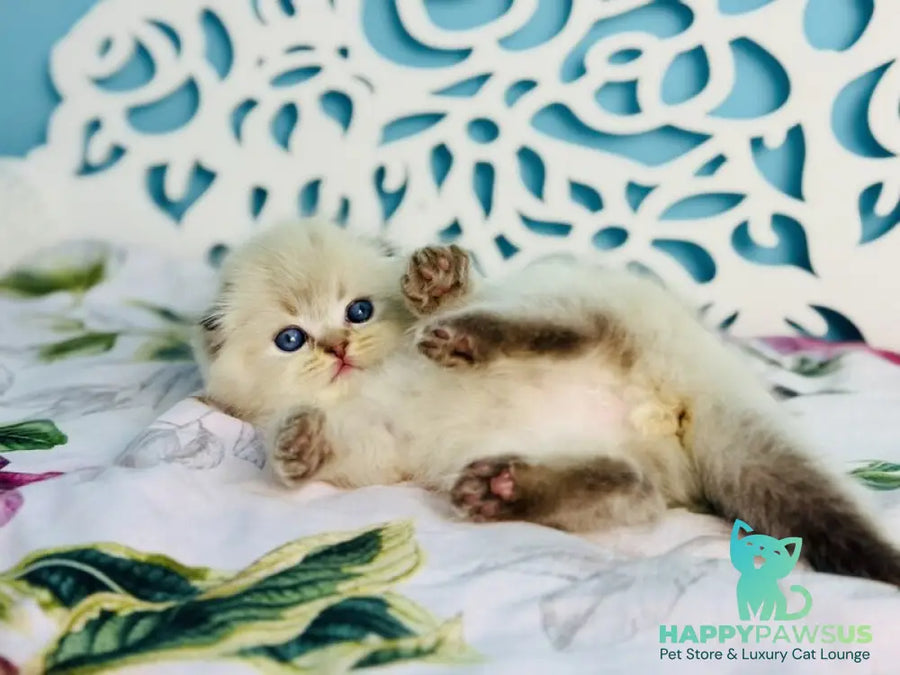 Xtreme Scottish Fold male chocolate pointed bicolour - live animals