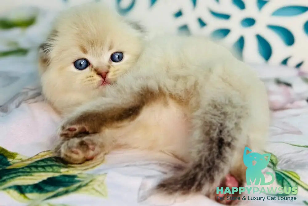 Xtreme Scottish Fold male chocolate pointed bicolour - live animals
