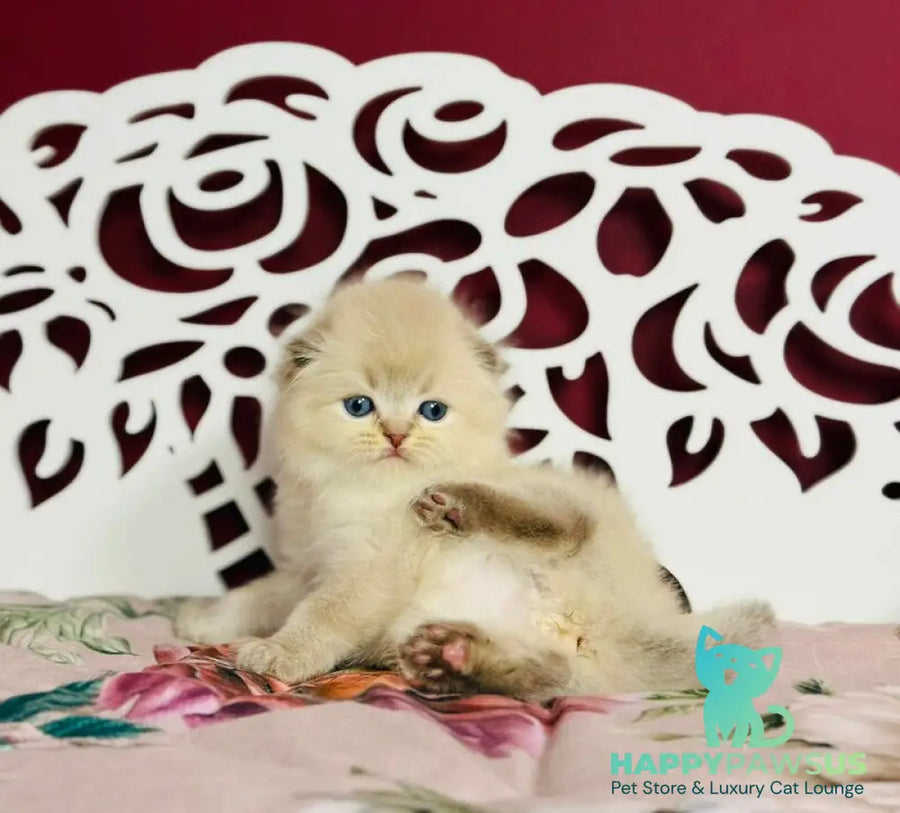 Xtreme Scottish Fold male chocolate pointed bicolour - live animals