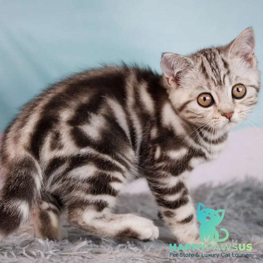 Xtreme Scottish Straight male black silver tabby - live animals