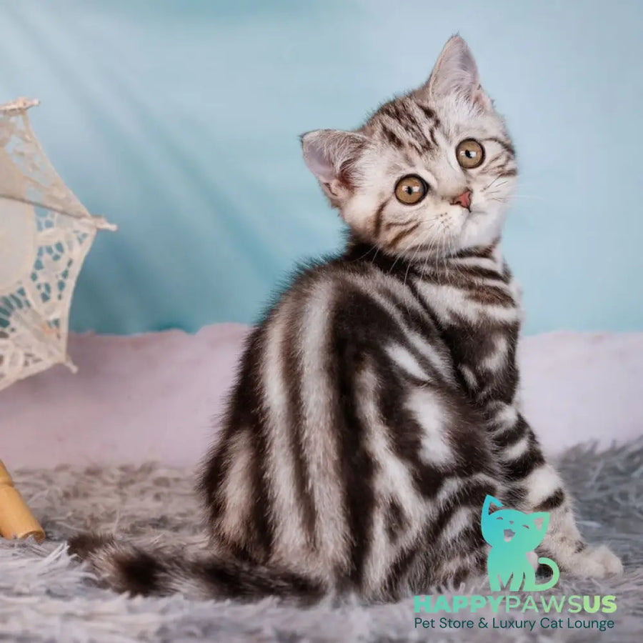 Xtreme Scottish Straight male black silver tabby - live animals