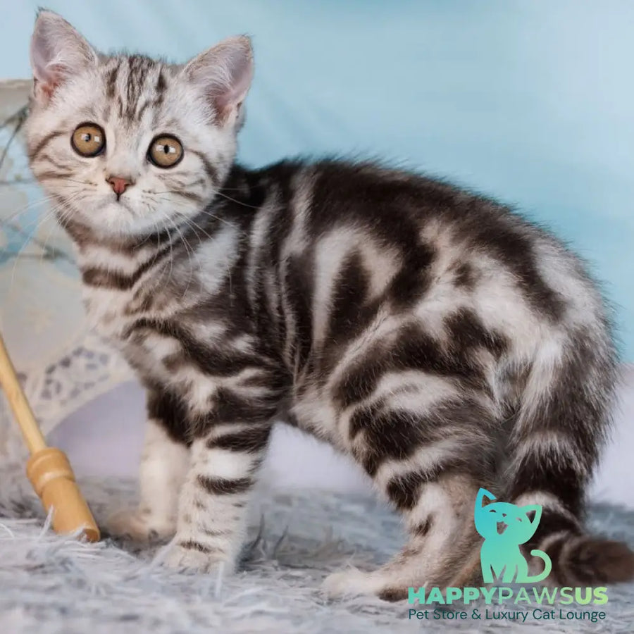 Xtreme Scottish Straight male black silver tabby - live animals