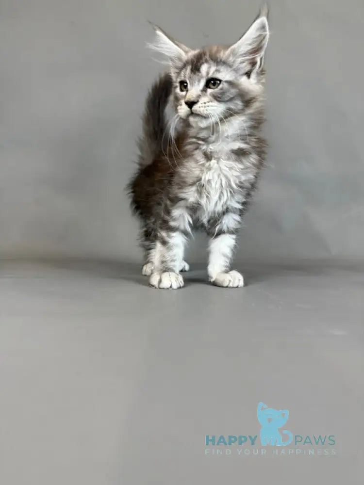 Xuha Maine Coon female black silver tabby live animals