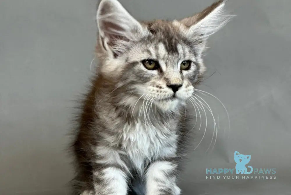 Xuha Maine Coon female black silver tabby live animals