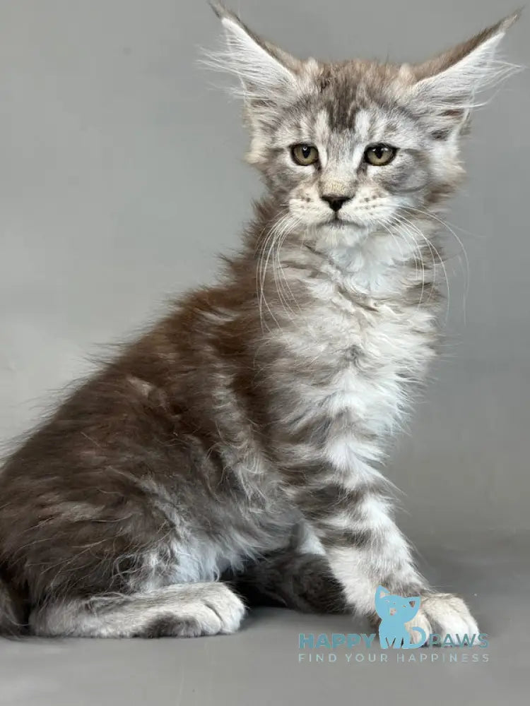 Xuha Maine Coon female black silver tabby live animals
