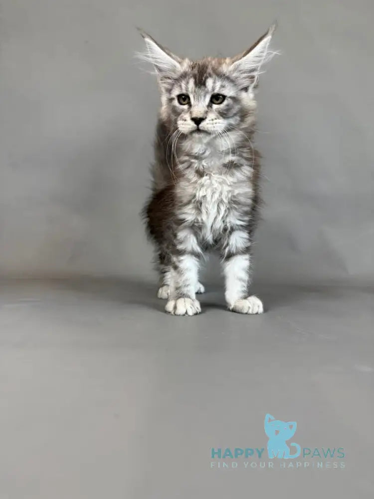 Xuha Maine Coon female black silver tabby live animals