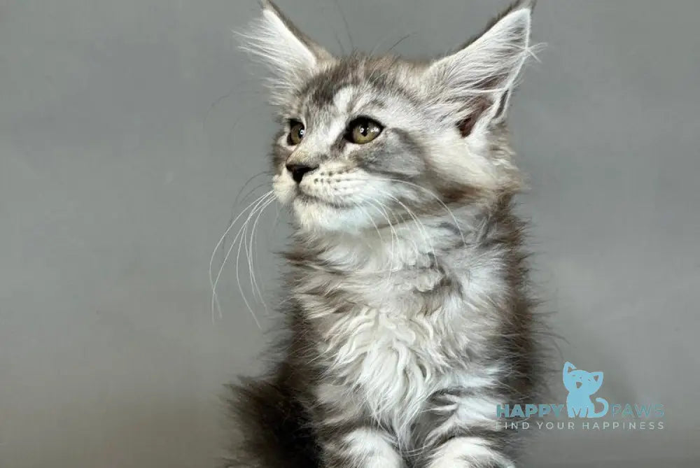 Xuha Maine Coon female black silver tabby live animals