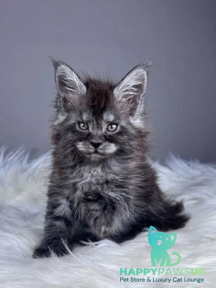Xunya Maine Coon female black silver - live animals